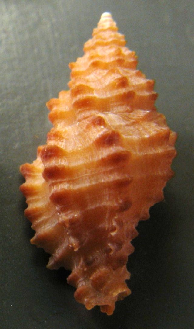 Muricopsis cristata forma?